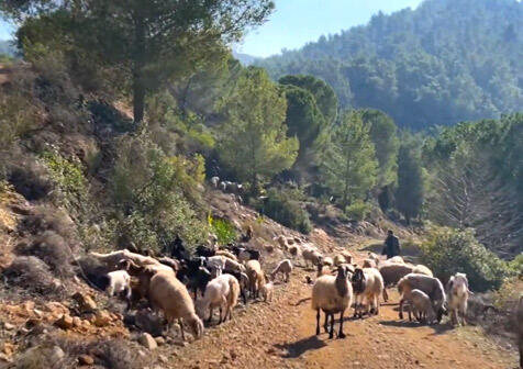 Nachal Yitla Forest